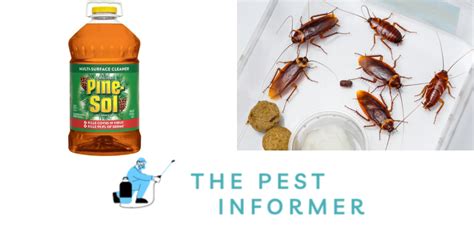 Does pine sol attract roaches - Yes. Pine sol will kill ants if used correctly. In fact, soaking ants in pine sol solution will drown them. Alternatively, the chemical solvents in pine sol dehydrates ants, killing them slowly. For effective results, mix 4 parts pine sol with 2 parts hot water in a spray can. Sprinkle enough solution directly to the ants until they are soaked.